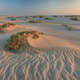 The sandy desert near Mesaieed, Qatar. This is not typically considered prime toad habitat.